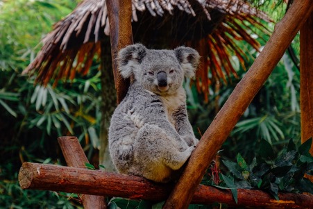 Kennet River Koala in Australia